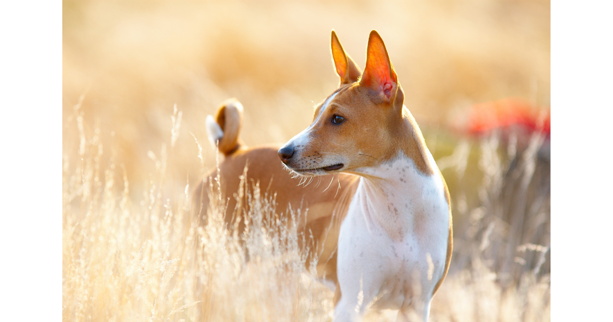 basenji tichý pes